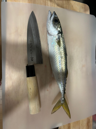 マサバの釣果