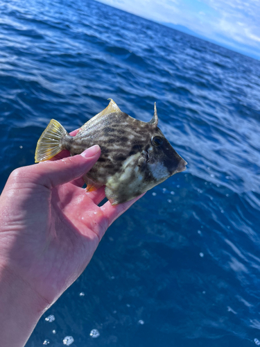 カワハギの釣果