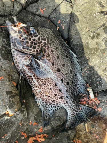 イシガキダイの釣果