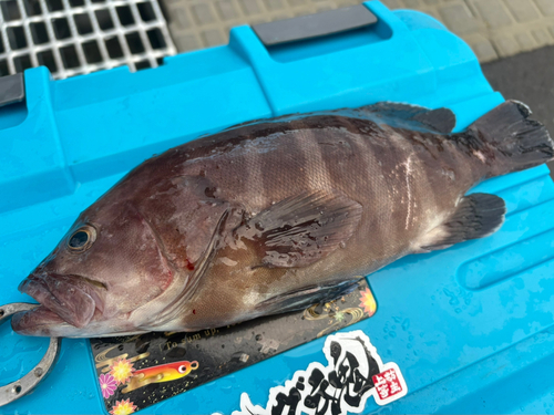 マハタの釣果