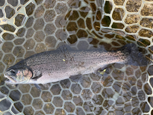 サクラマスの釣果