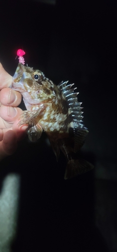 カサゴの釣果