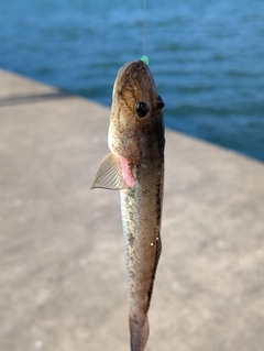 マハゼの釣果