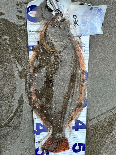 ヒラメの釣果