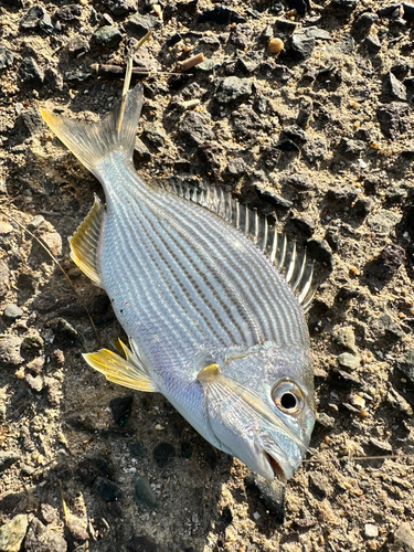 ヘダイの釣果