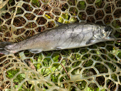 サクラマスの釣果