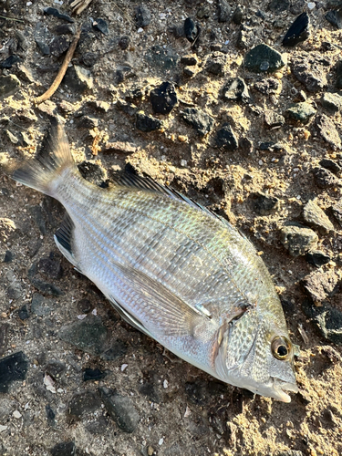 メイタの釣果