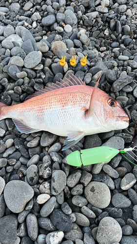 マダイの釣果