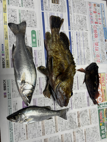 アラカブの釣果