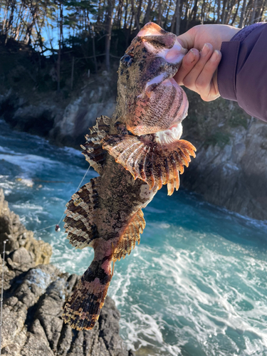 カジカの釣果