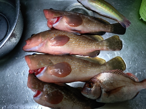 アコウの釣果