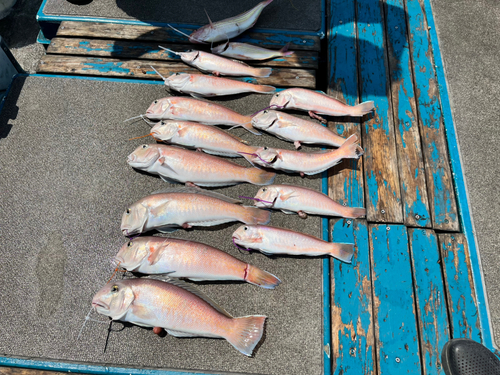 シロアマダイの釣果