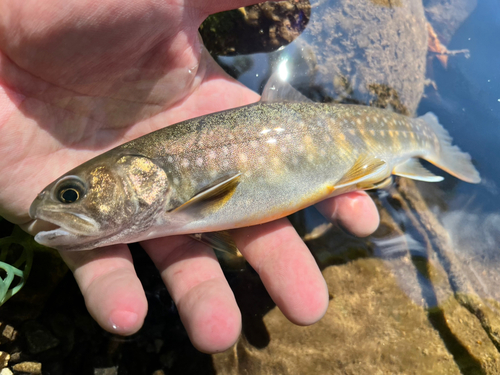 イワナの釣果