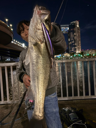 シーバスの釣果