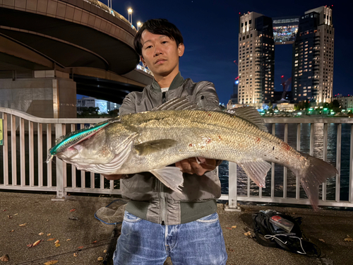 シーバスの釣果