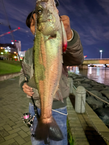 シーバスの釣果