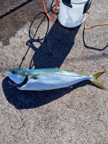 イナダの釣果