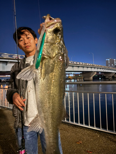 シーバスの釣果