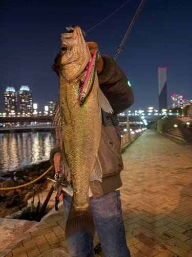 シーバスの釣果