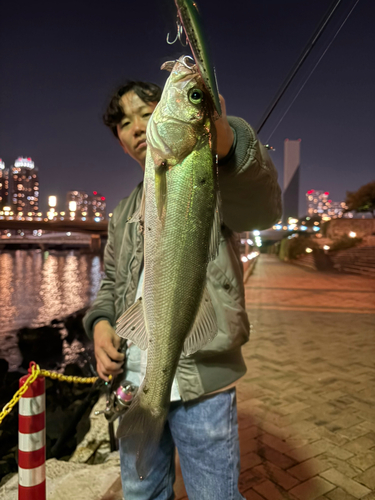 シーバスの釣果