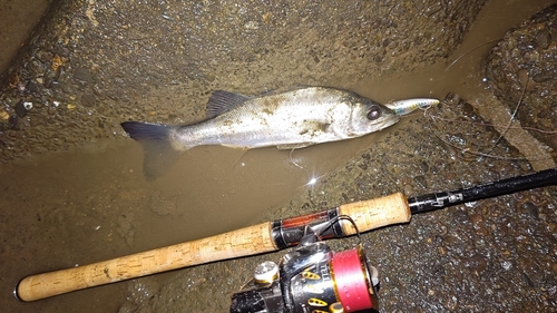 セイゴ（マルスズキ）の釣果