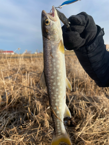 アメマスの釣果