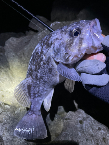 クロソイの釣果