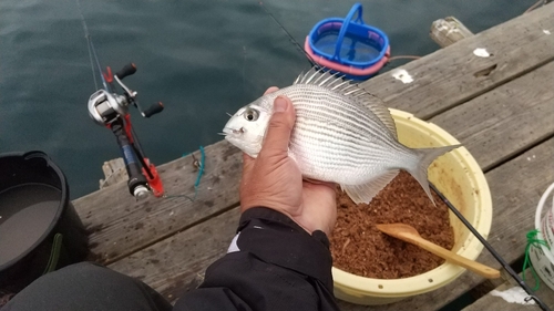 ヘダイの釣果