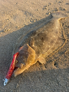 ヒラメの釣果