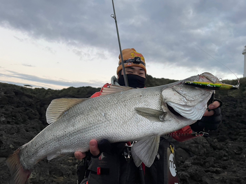 ヒラスズキの釣果