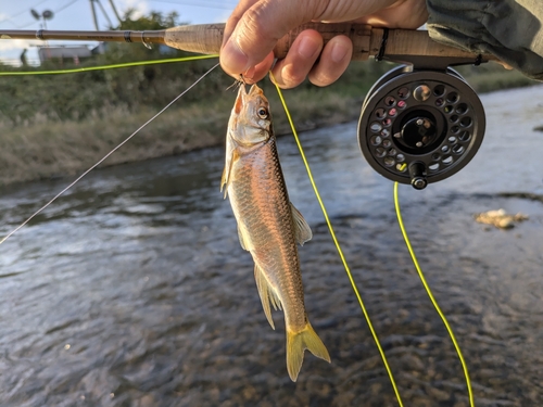 オイカワの釣果