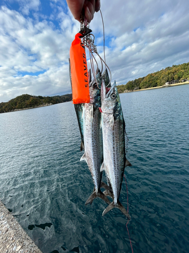 サゴシの釣果