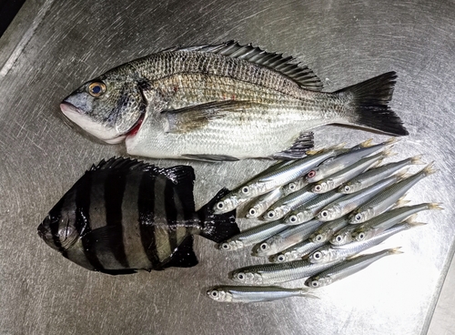 クロダイの釣果