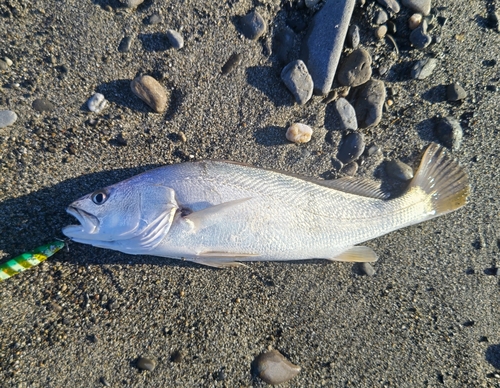 ニベの釣果