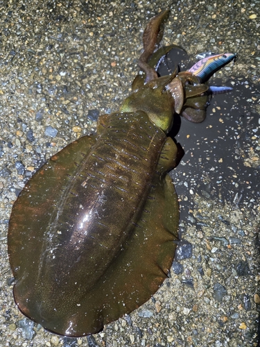 アオリイカの釣果