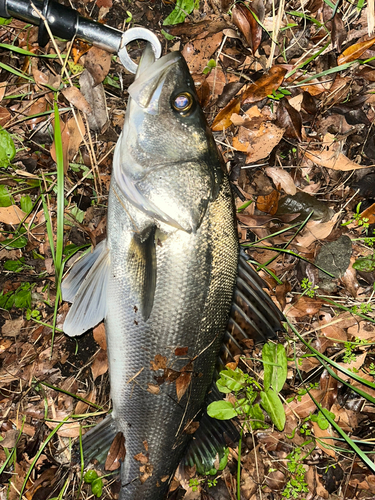 スズキの釣果