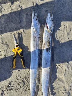 タチウオの釣果