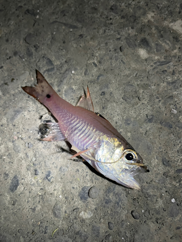 ネンブツダイの釣果