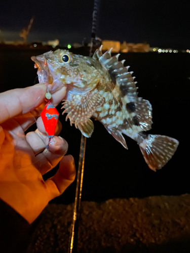 カサゴの釣果