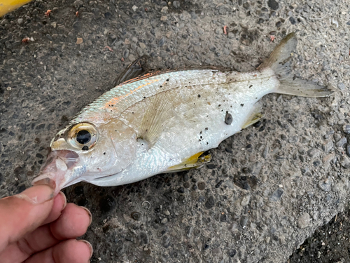 クロサギの釣果