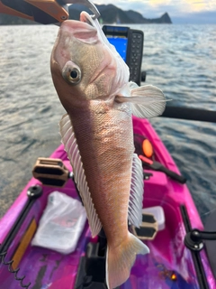 アマダイの釣果