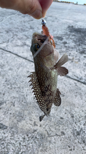 ナミハタの釣果