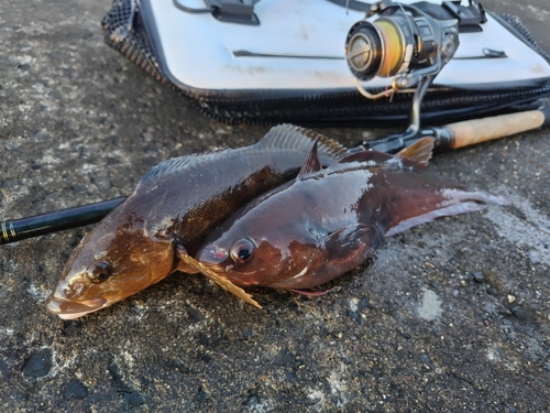 エゾイソアイナメの釣果