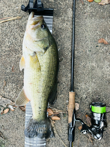 ブラックバスの釣果