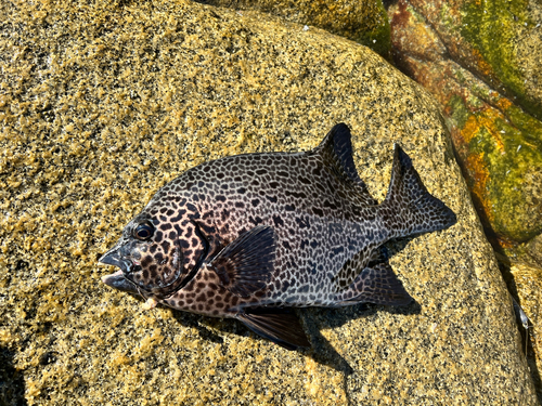 イシガキダイの釣果