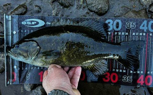 スモールマウスバスの釣果