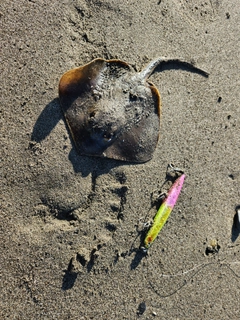 アカエイの釣果