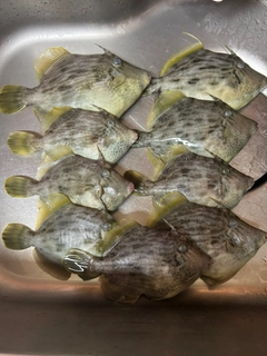 カワハギの釣果