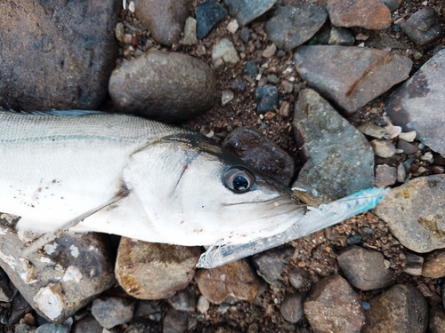 スズキの釣果