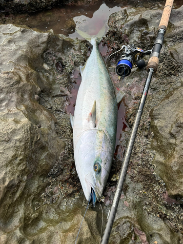 ブリの釣果